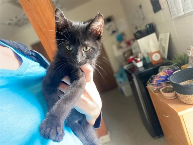 Cosmo