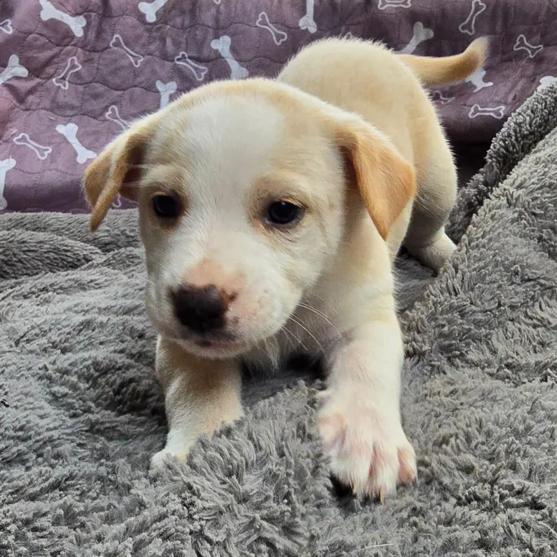 A baby medium-sized male Husky dog named Ghost for adoption in Alexandria, VA