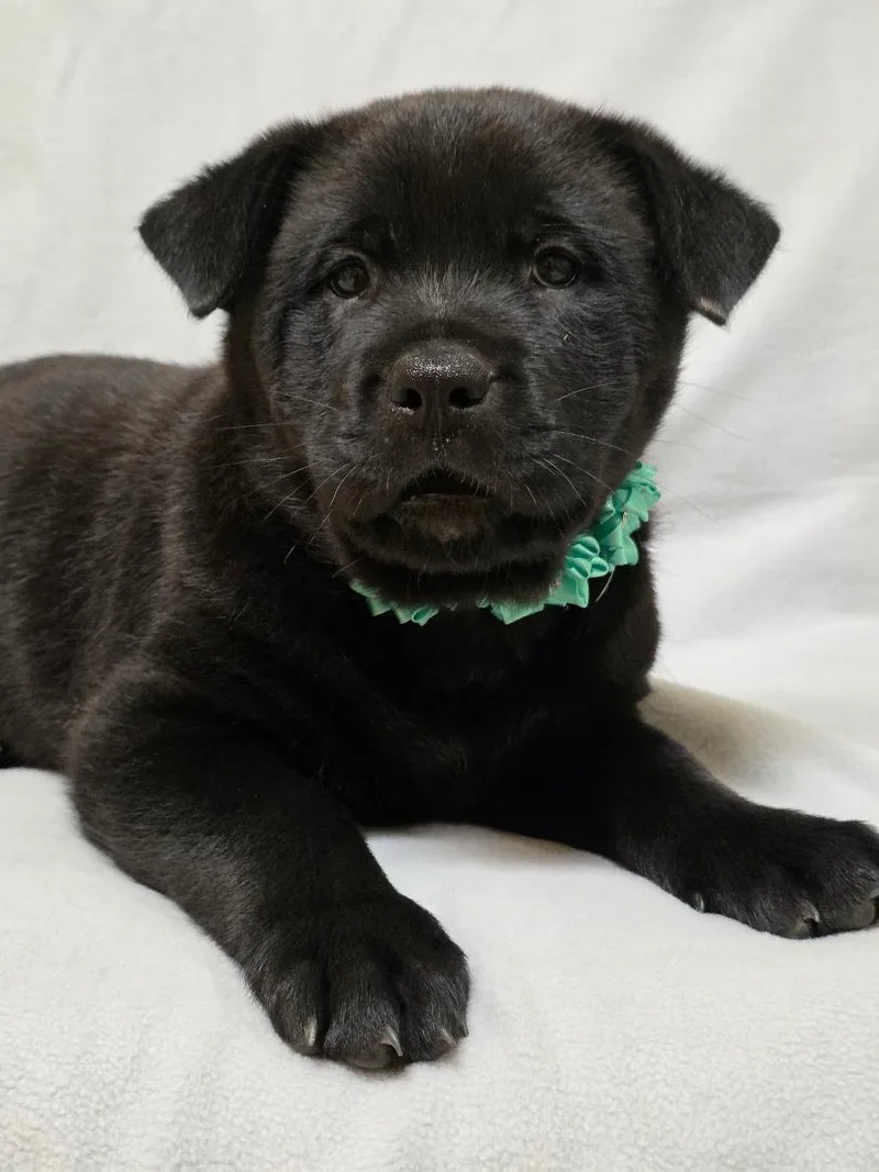 Zhenzhen thumbnail 2