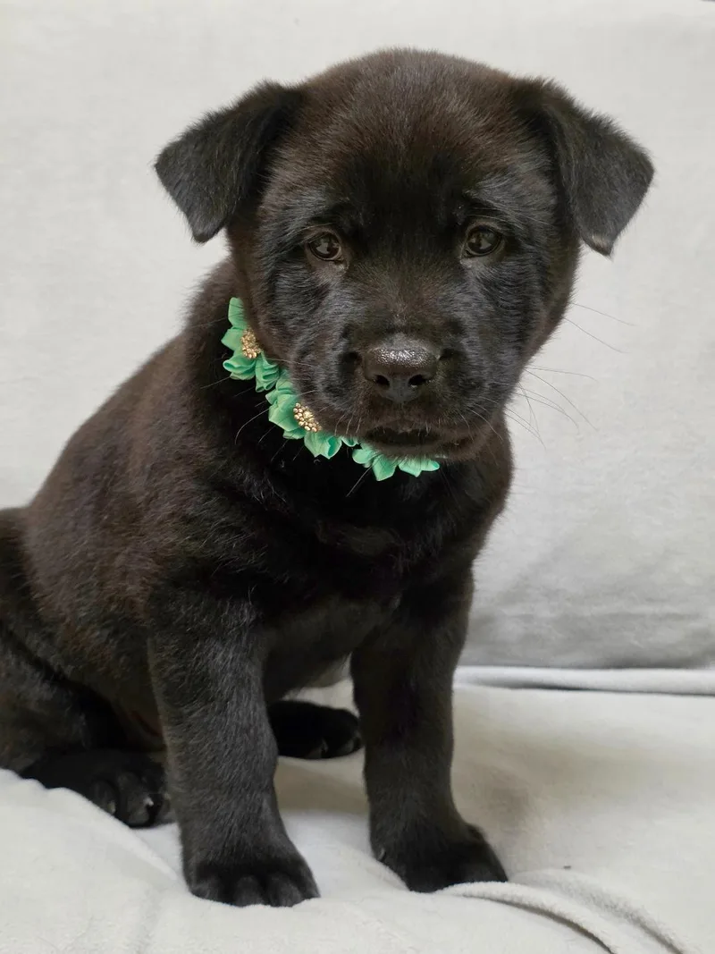 Zhenzhen thumbnail 3