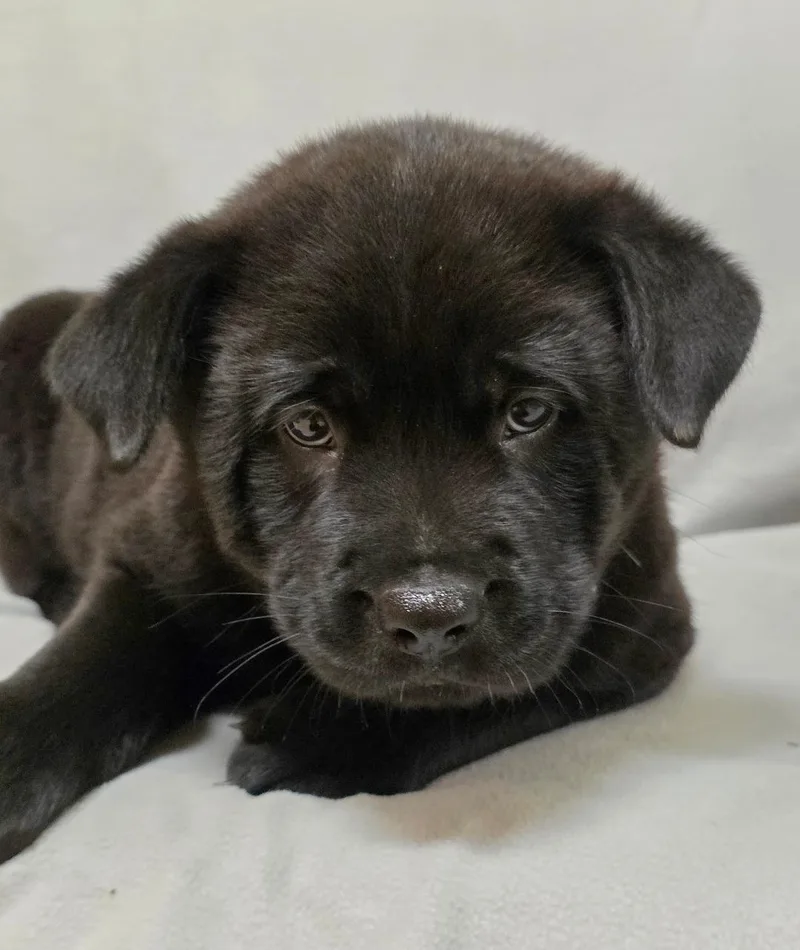 Zhenzhen thumbnail 4