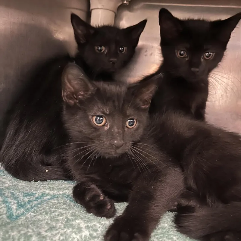 A baby small-sized female Black Domestic Long Hair cat named Rory for adoption in Pittsburgh, PA