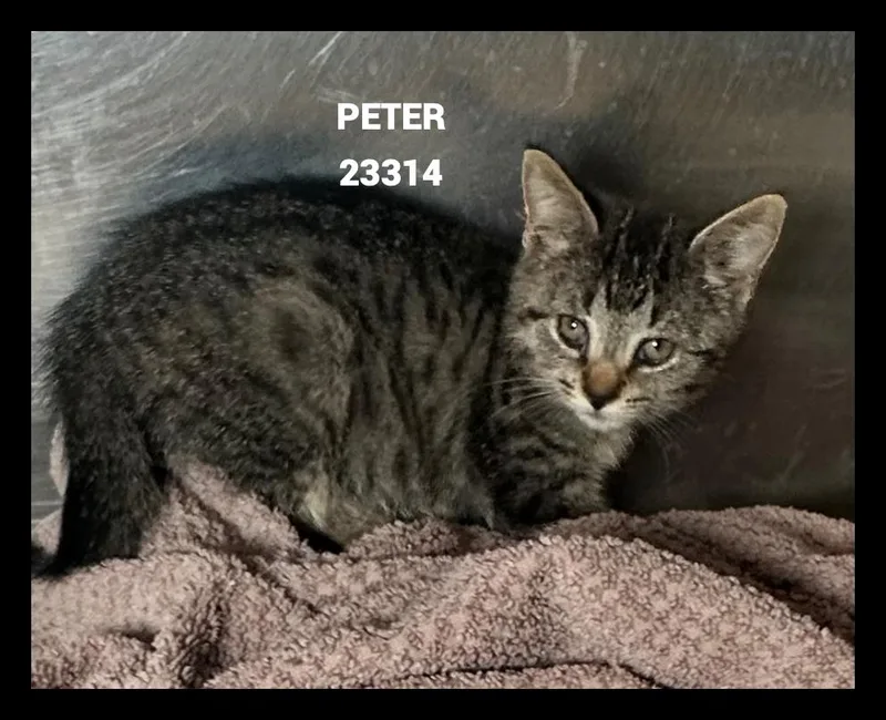 A baby small-sized male Tabby (Gray / Blue / Silver) Domestic Short Hair cat named Peter for adoption in Marietta, GA