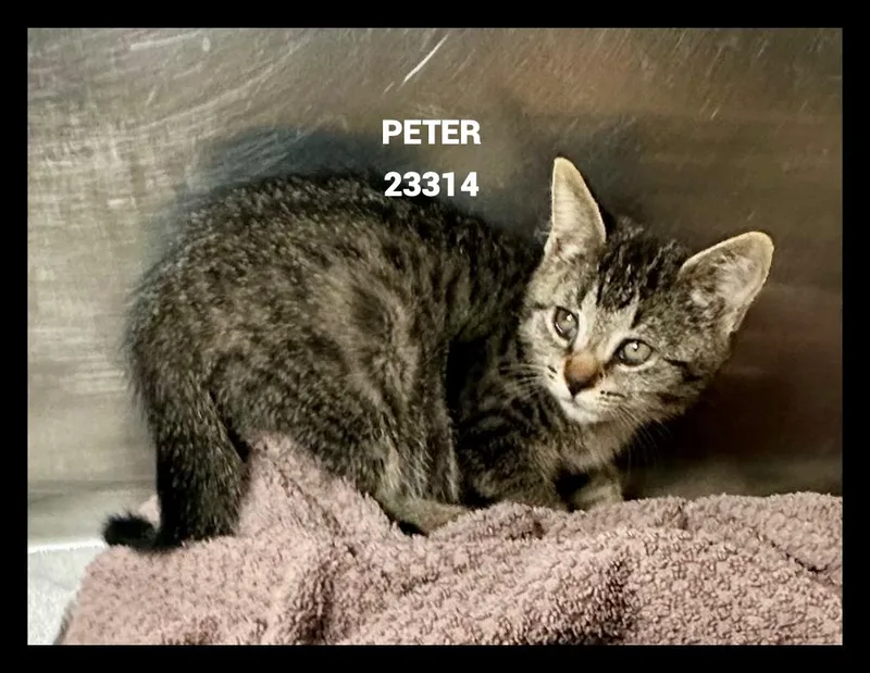 Peter thumbnail 2