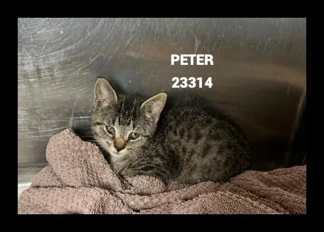 Peter thumbnail 3