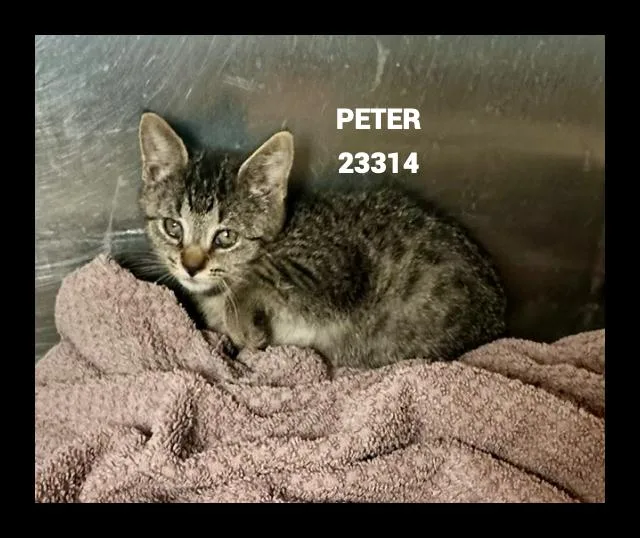 Peter thumbnail 4