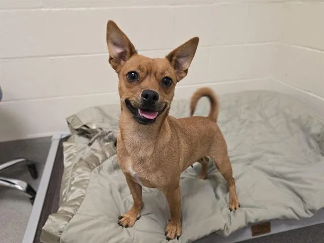 An adult small-sized female Chihuahua dog named Michelle for adoption in Auburn, CA
