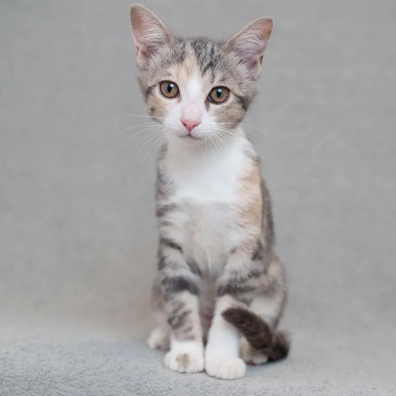 A baby small-sized female Torbie Domestic Short Hair cat named Billie for adoption in Sunnyvale, CA