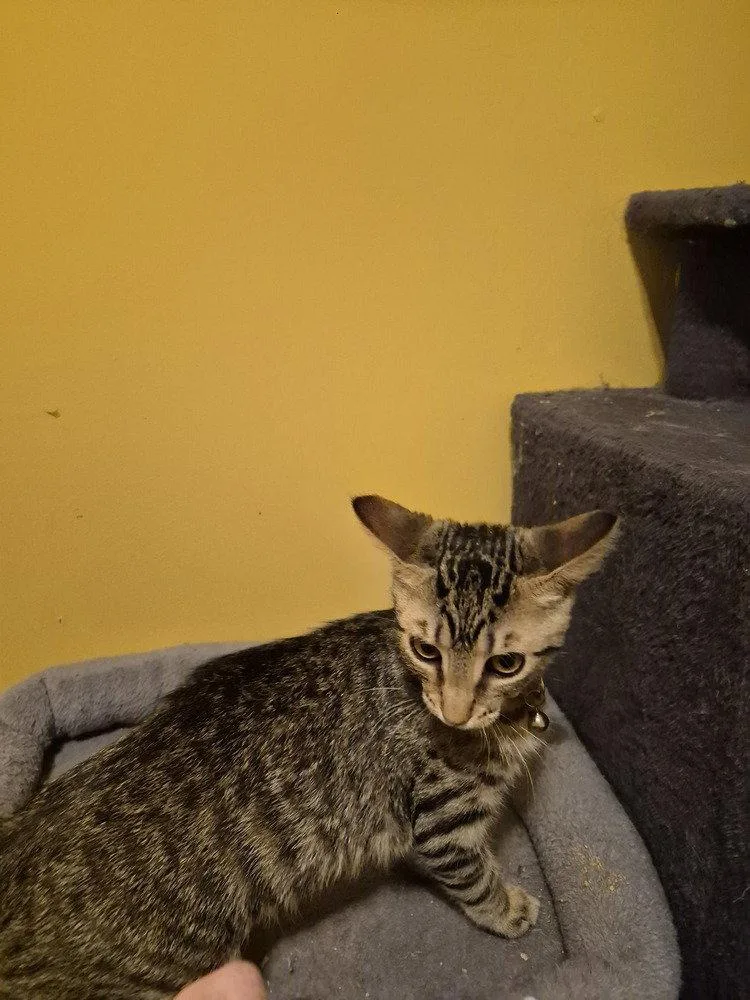 A baby small-sized female Domestic Short Hair cat named Roquefort for adoption in O'Fallon, MO