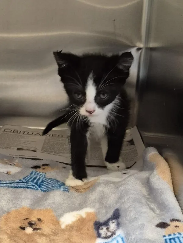 A baby small-sized female Domestic Short Hair cat named Sf for adoption in Lawrenceville, GA