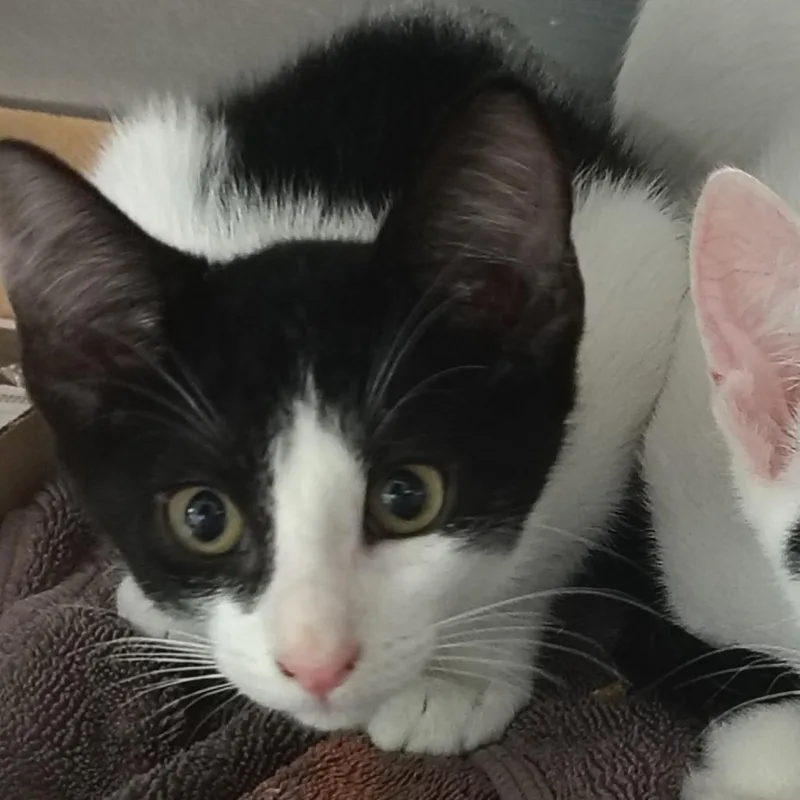 A baby small-sized male Black Domestic Short Hair cat named Tango for adoption in Vieques, PR