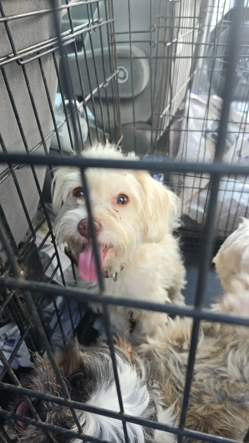 An adult small-sized male Poodle dog named Charlie for adoption in Gainesville, VA