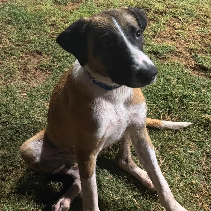 A young medium-sized female Yellow / Tan / Blond / Fawn Mixed Breed dog named Mabel for adoption in Midland, TX