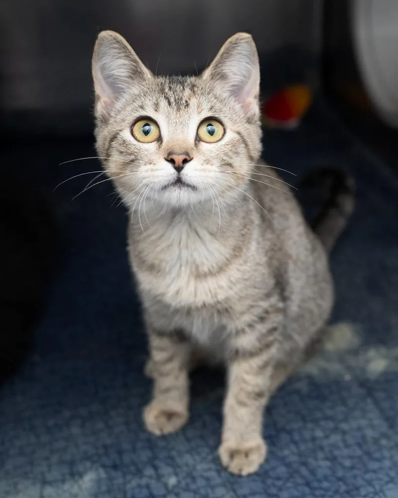 A baby small-sized female Domestic Short Hair cat named Theodora for adoption in Boone, IA