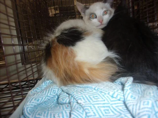An adult small-sized female Domestic Short Hair cat named Brenda for adoption in Van Nuys, CA