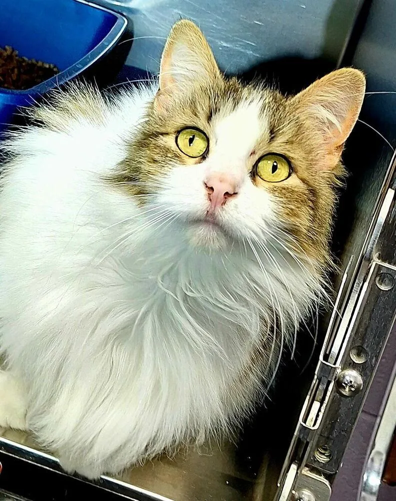 An adult medium-sized female Domestic Medium Hair cat named Zennifer for adoption in Ferndale, MI
