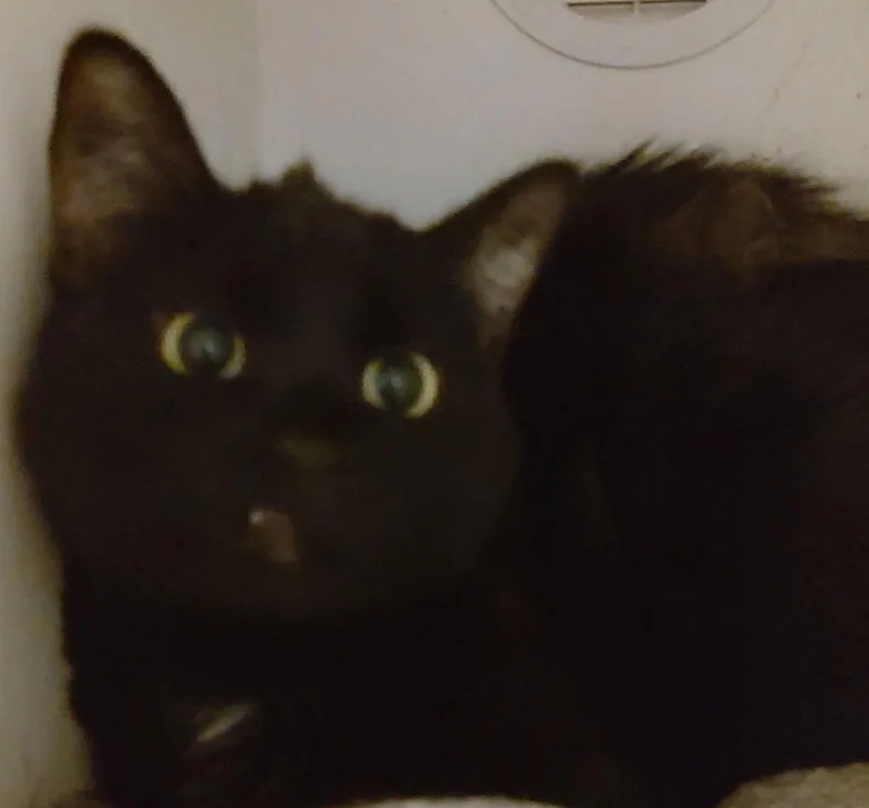 An adult medium-sized female Domestic Short Hair cat named Destiny for adoption in Phoenix, AZ