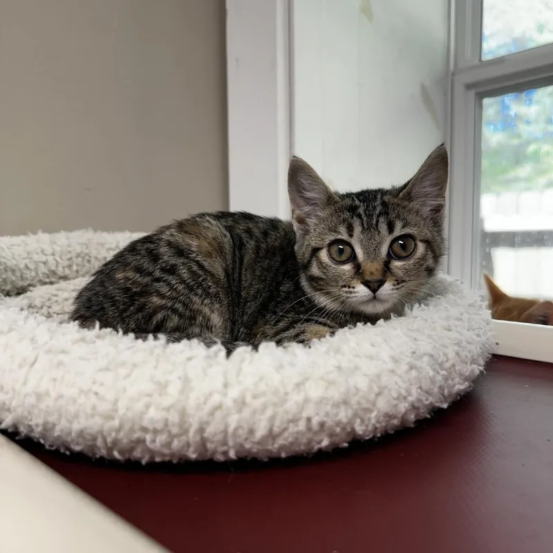 A young small-sized female Buff / Tan / Fawn Domestic Short Hair cat named Fireball for adoption in Blue Ridge, GA