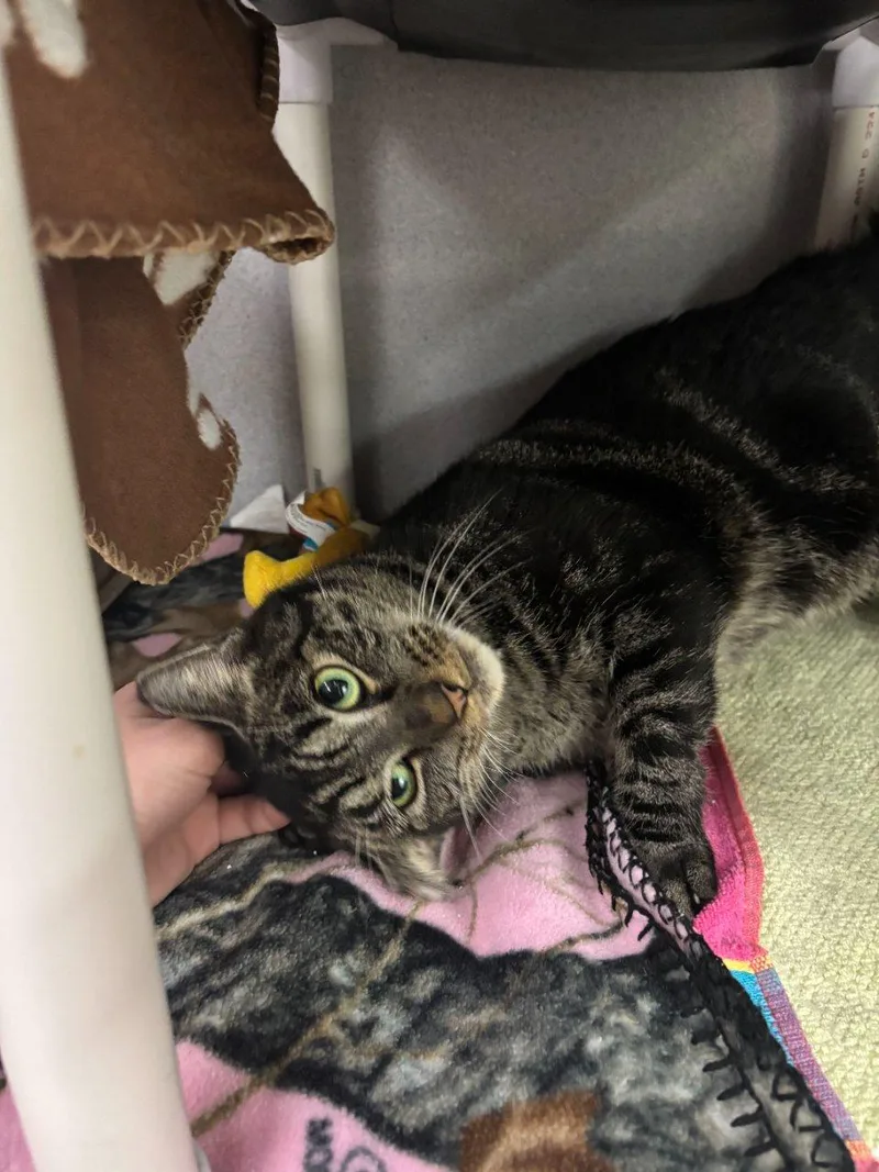 A young small-sized female Tabby (Brown / Chocolate) Domestic Short Hair cat named Tabitha for adoption in Raleigh, NC