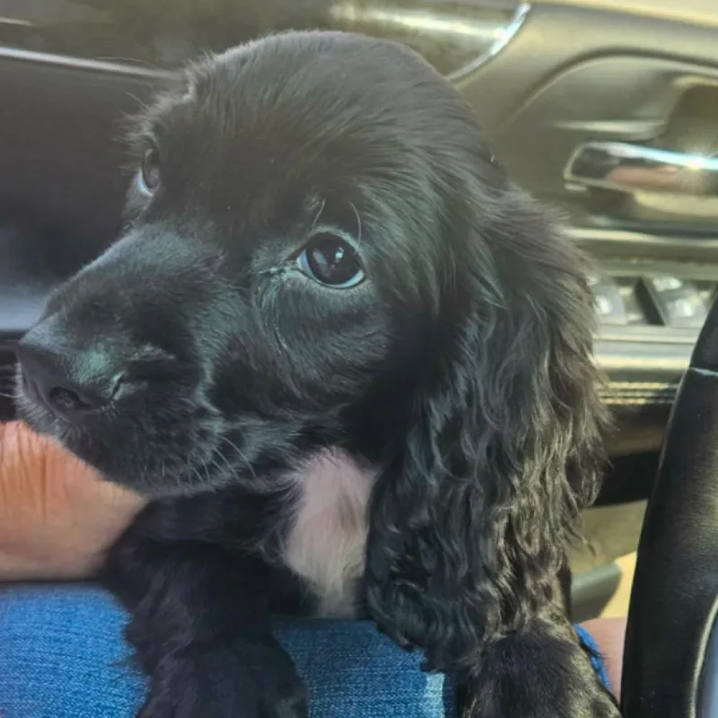 A baby small-sized male Cocker Spaniel dog named Teddy for adoption in Twin lakes, WI