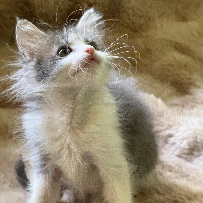 A baby small-sized female Domestic Short Hair cat named Annie for adoption in Tacoma, WA