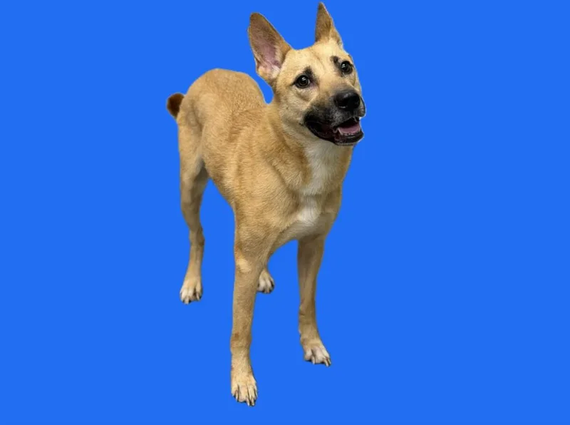 A young medium-sized female German Shepherd Dog dog named J Lo for adoption in Los Angeles, CA