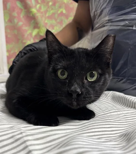 A young small-sized female Domestic Short Hair cat named Salem for adoption in San Antonio, TX