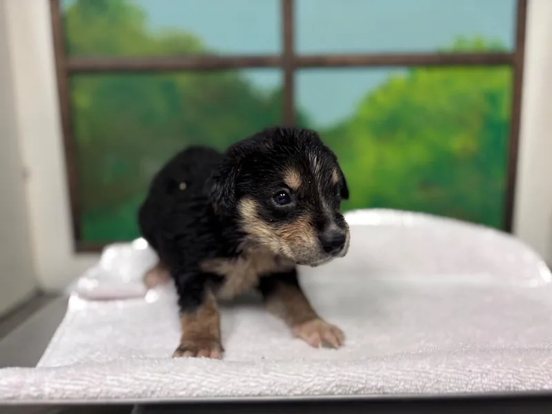 A baby small-sized female German Shepherd Dog dog named Dottie for adoption in Houston, TX