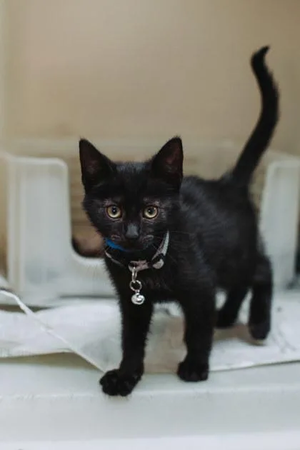 An adult small-sized male Domestic Short Hair cat named a FredPetSmart West Ashley for adoption in North Charleston, SC