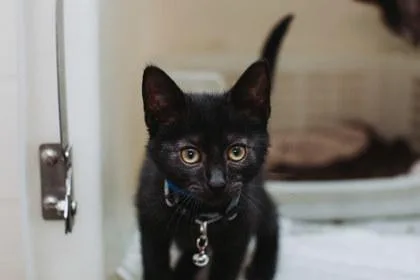 a FredPetSmart West Ashley thumbnail 3