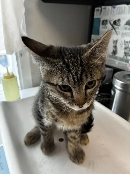 A baby small-sized female Domestic Short Hair cat named Aizere for adoption in Salt Lake City, UT