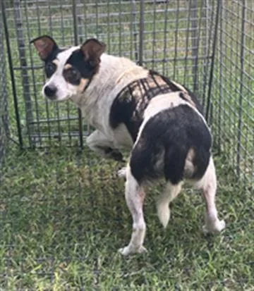 An adult small-sized male Rat Terrier dog named Pancho for adoption in Dallas, TX