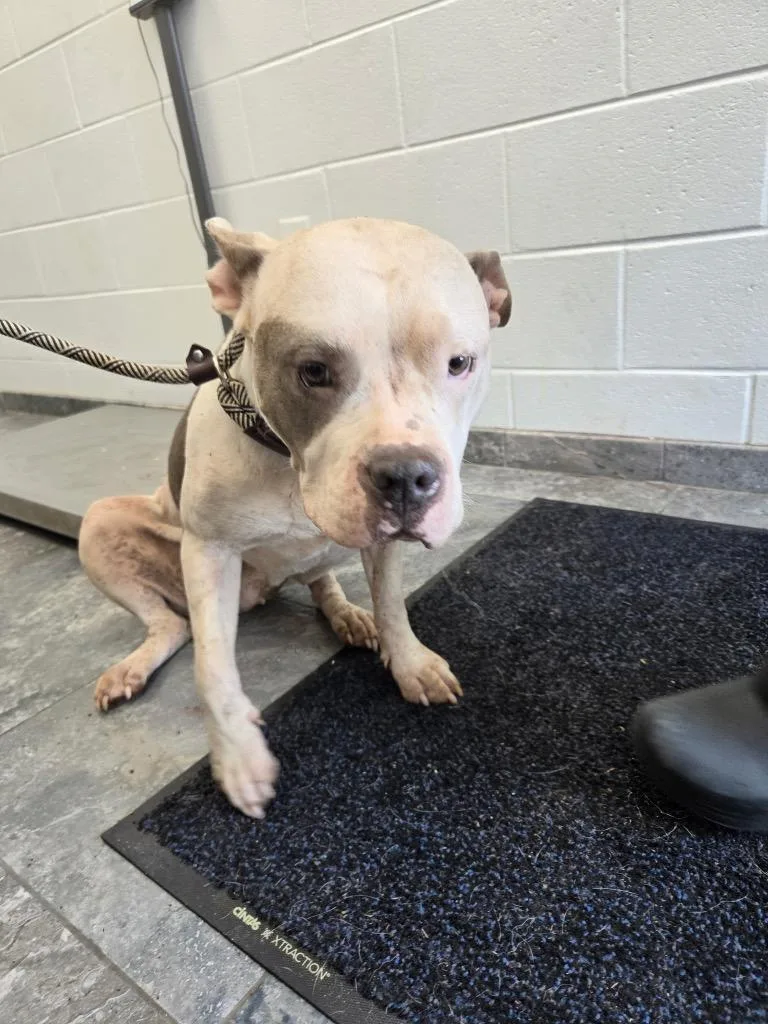 An adult large-sized female Mixed Breed dog named Mia for adoption in Oxford, NC