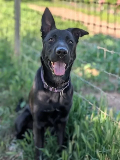 A young medium-sized female German Shepherd Dog dog named Mina for adoption in Sacramento, CA
