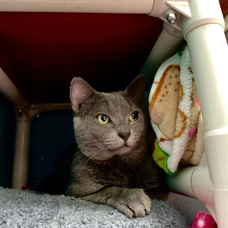 A senior large-sized male Gray / Blue / Silver Domestic Short Hair cat named Colin for adoption in Fredericksburg, VA