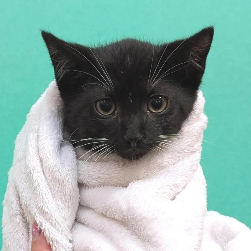 A baby small-sized male Black Domestic Short Hair cat named Anchor for adoption in Washington Township, OH