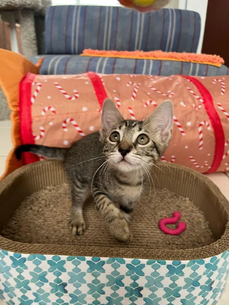 A baby small-sized female Gray / Blue / Silver Domestic Short Hair cat named Bella for adoption in Naranjito, PR
