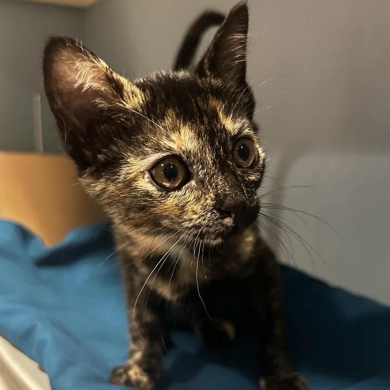 A baby small-sized female Tortoiseshell Domestic Short Hair cat named Billie for adoption in Chattanooga, TN
