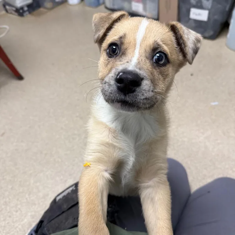 A baby small-sized male Yellow / Tan / Blond / Fawn Catahoula Leopard Dog dog named Ralph for adoption in Brookfield, WI