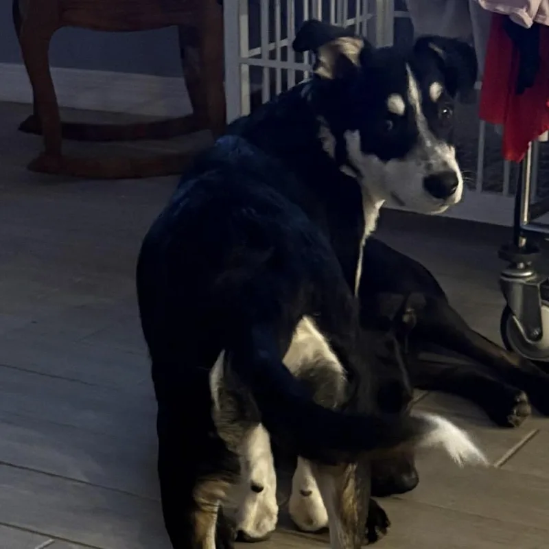 A young medium-sized male Black Cattle Dog dog named Angus for adoption in Phoenix, AZ