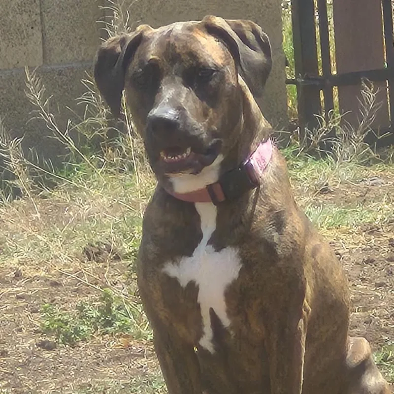 Annabelle Aka Anika