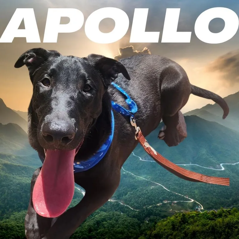 Apollo thumbnail 5