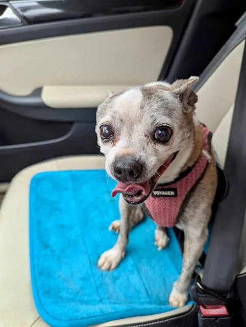 Babygirl thumbnail 3