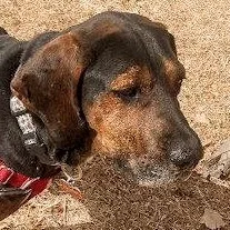 Bark Twain thumbnail 3