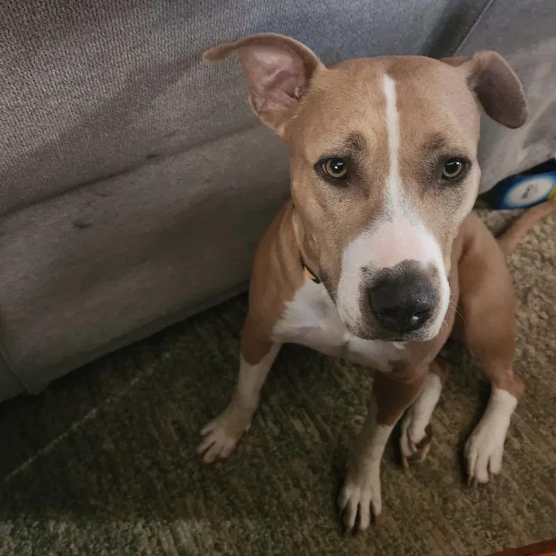 An adult large-sized female Yellow / Tan / Blond / Fawn Terrier dog named Amy for adoption in St. Louis, MO