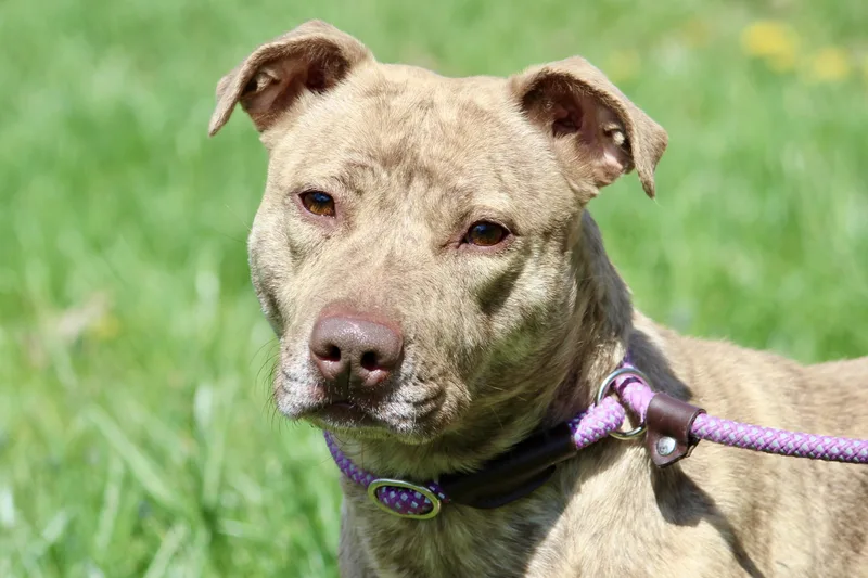 An adult medium-sized female Brindle Mixed Breed dog named Annabeth for adoption in Brazil, IN