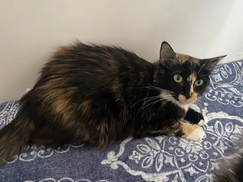 An adult medium-sized female Domestic Short Hair cat named Aspen for adoption in Grand Junction, CO