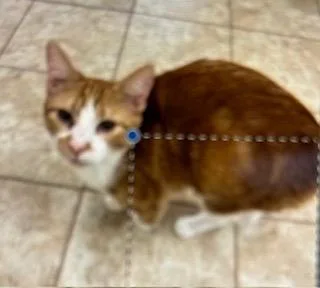 A young medium-sized male Domestic Short Hair cat named Austin for adoption in Grand Junction, CO