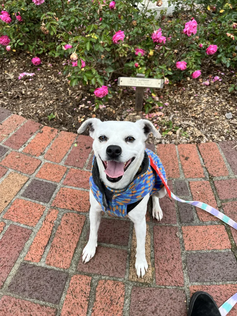 An adult small-sized female White / Cream Terrier dog named Aranza for adoption in Santa Rosa, CA