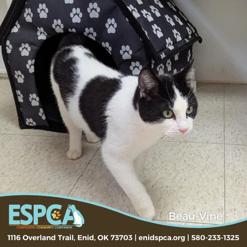 Beauvine thumbnail 2